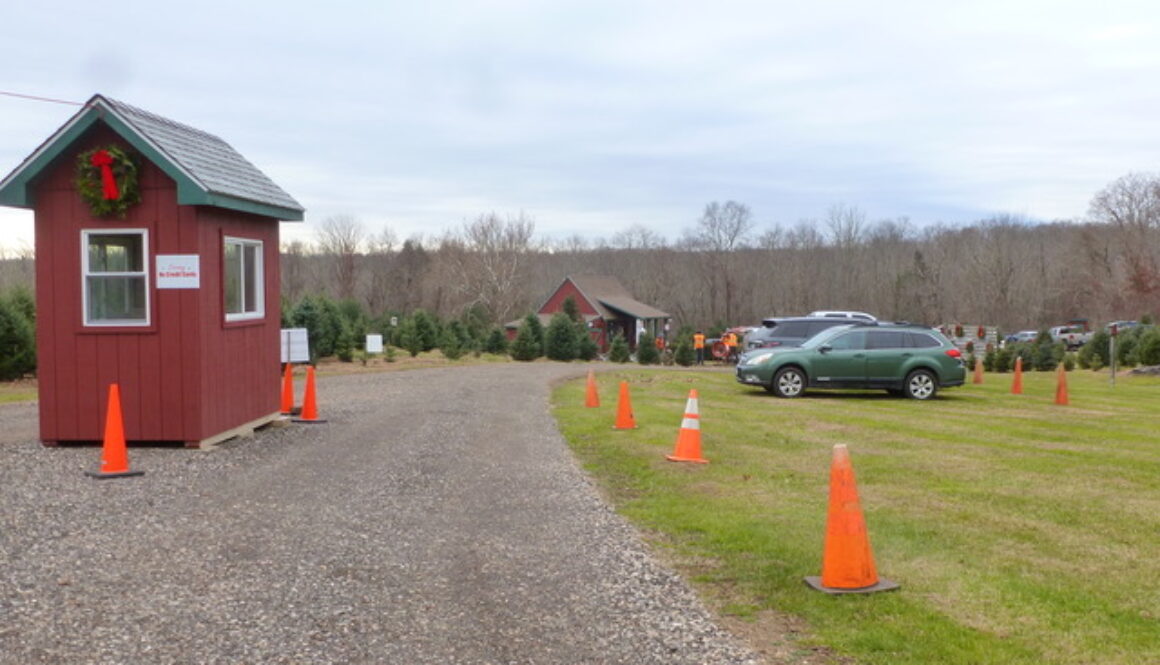 parking lot at tree farm