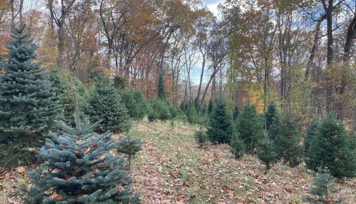 Christmas tree farm with leaves on ground