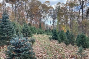 Christmas tree farm with leaves on ground