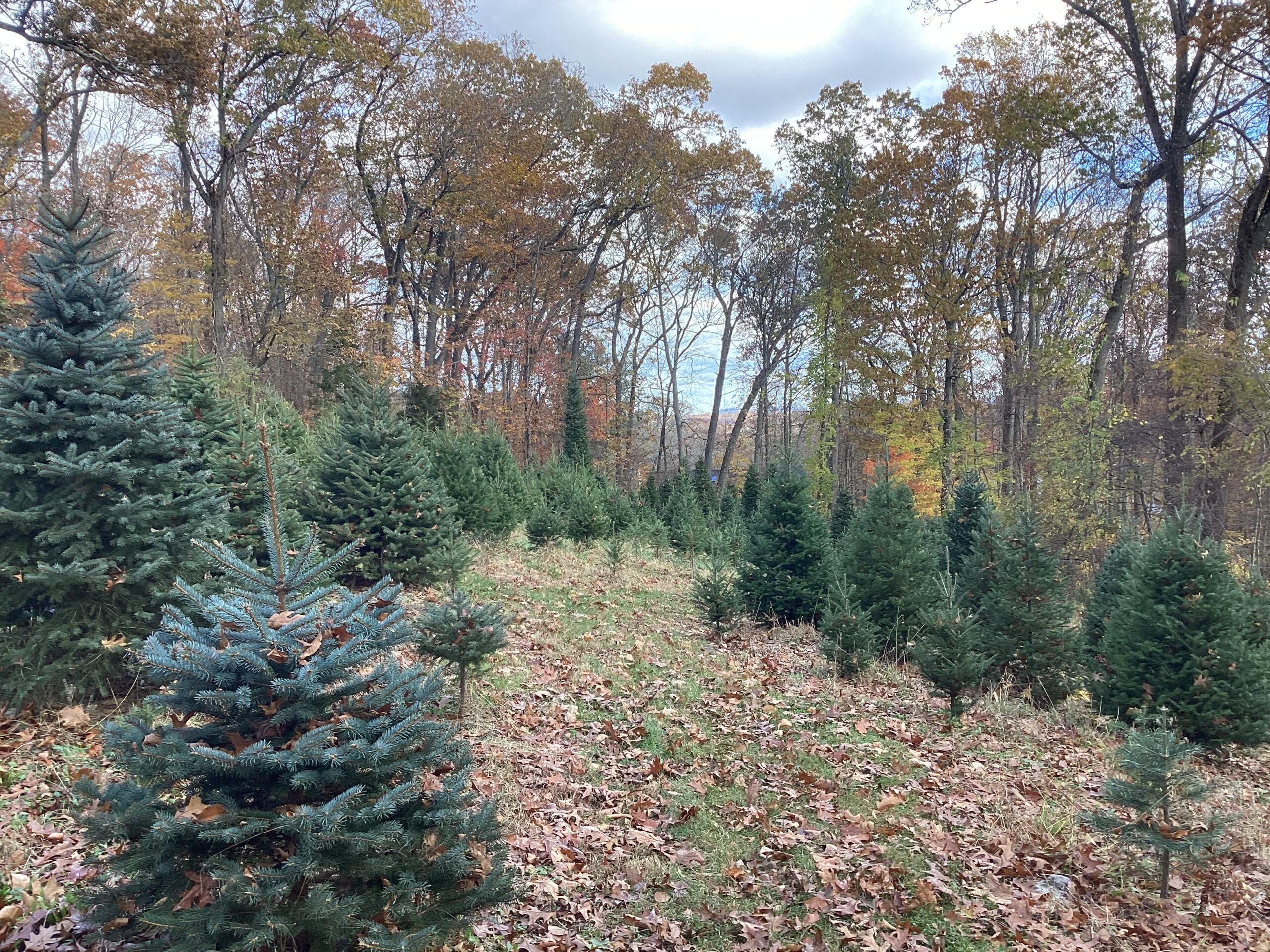 Christmas tree farm with leaves on ground