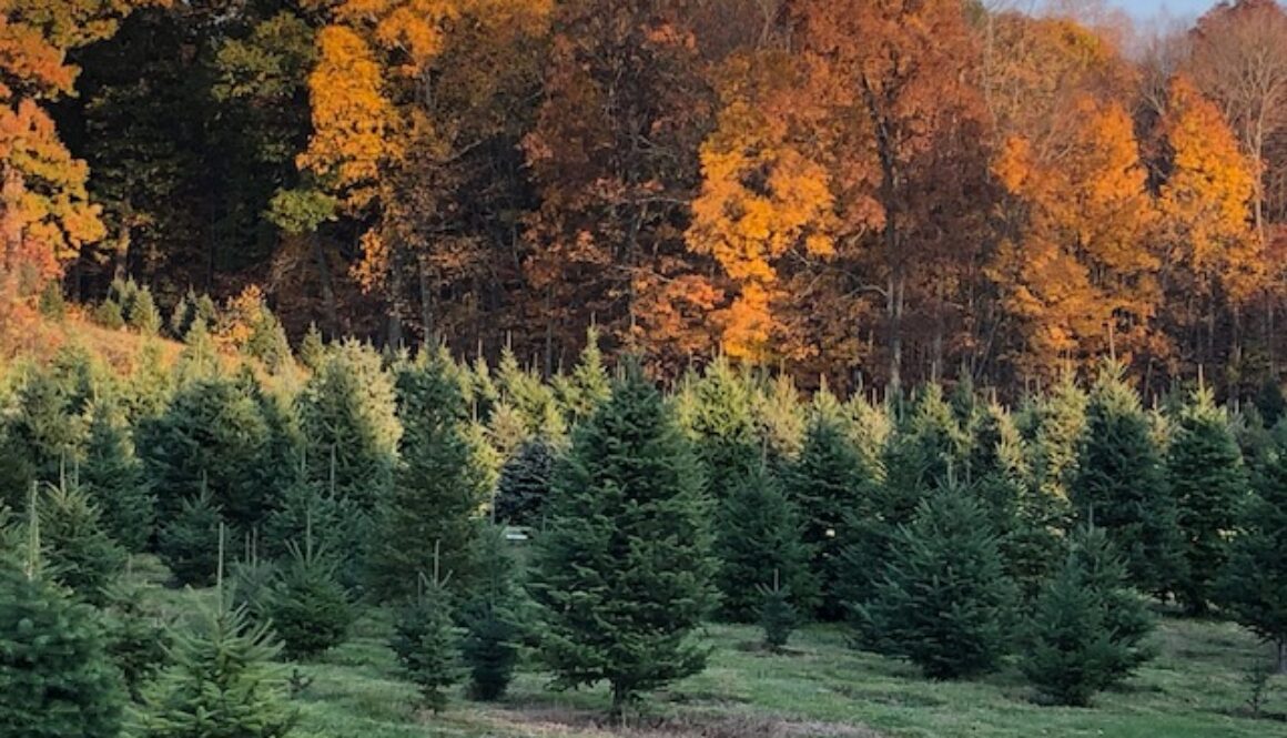 spruce hill