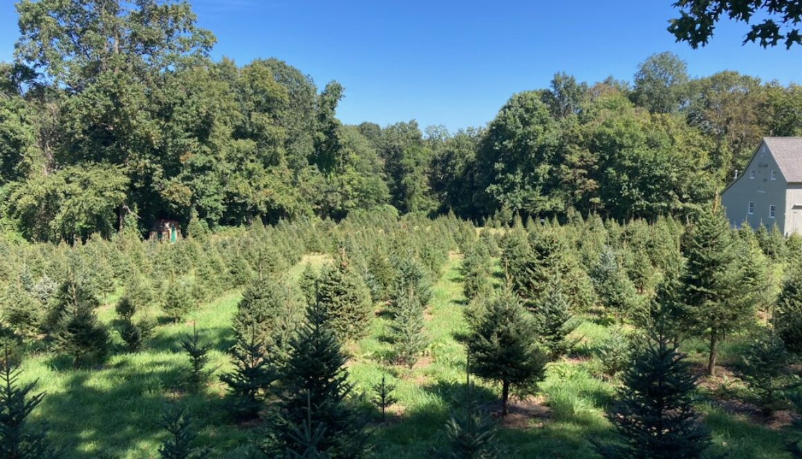 lostspring farm