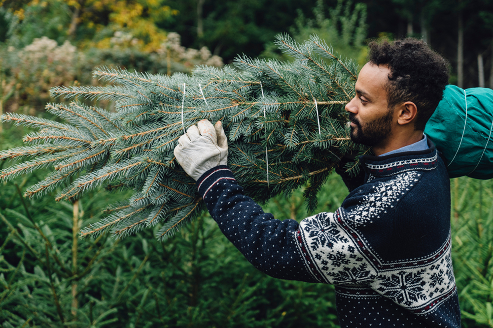 Young adult man choosing a christmas tree at the farm