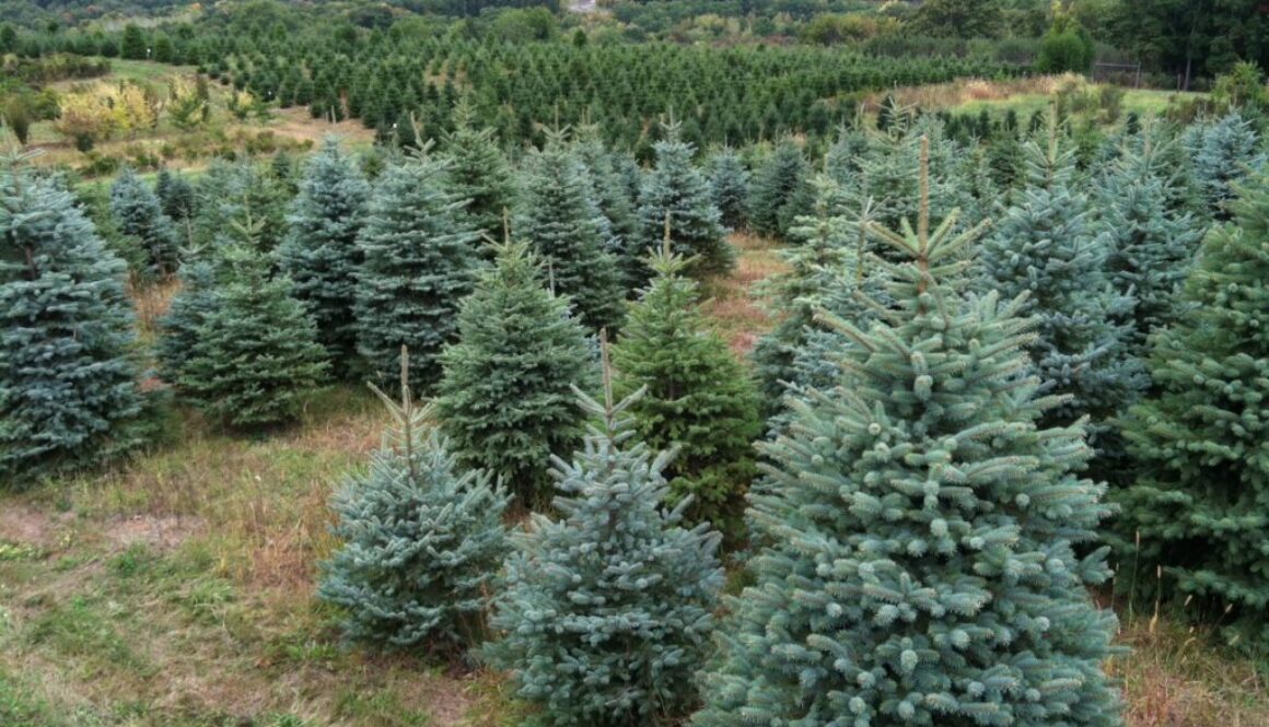 Blue spruce2 towards Q (1)