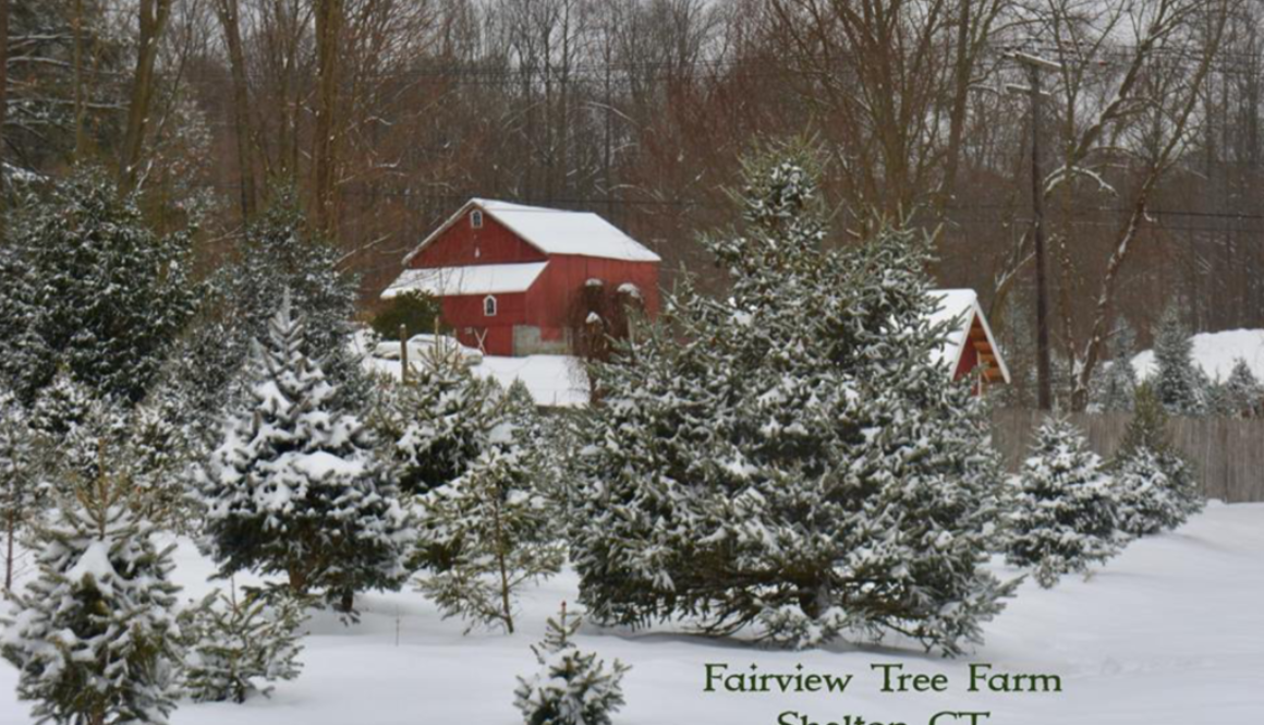 Fairview Tree Farm