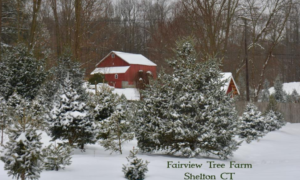 Fairview Tree Farm
