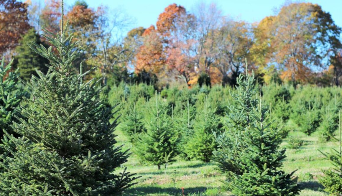 Yetter rd tree farm