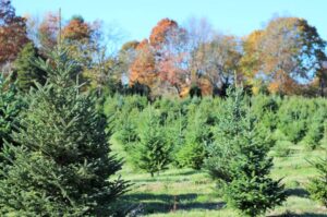 Yetter rd tree farm