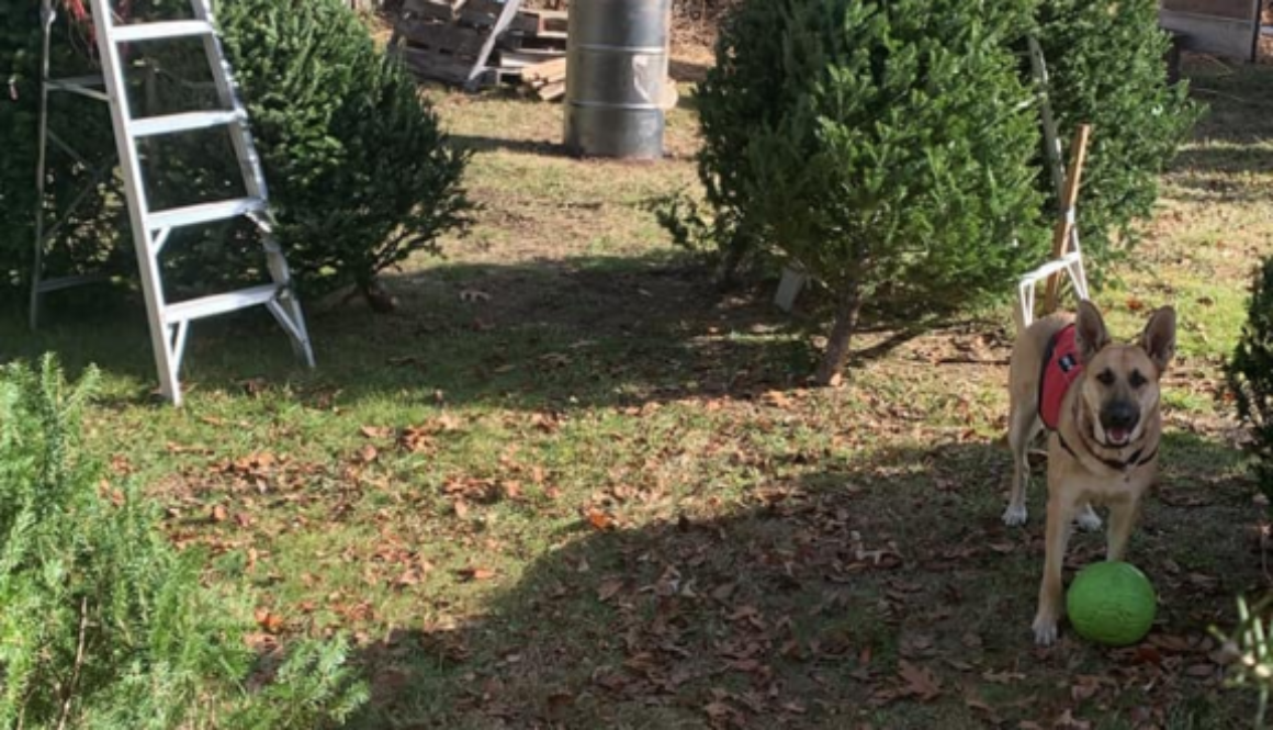 dog at a Christmas tree farm