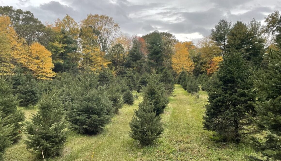 Christmas tree farm
