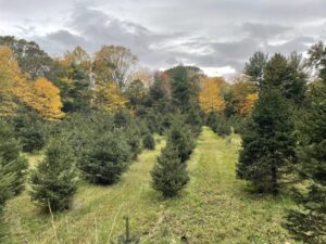 Christmas tree farm